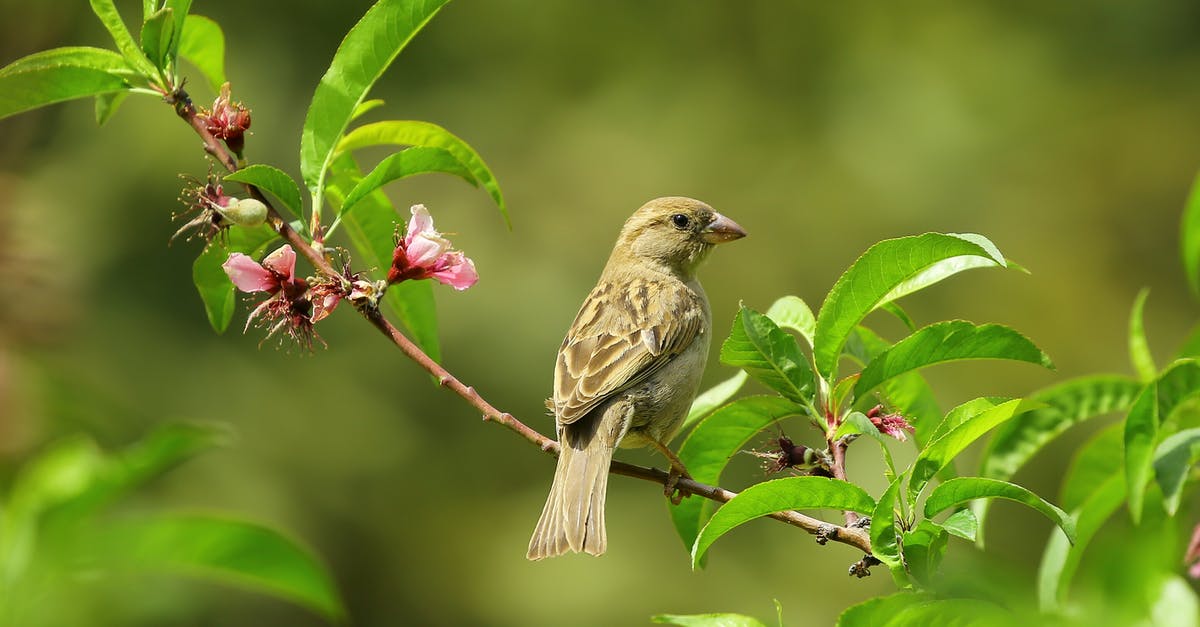 How did Sparrow know Turner was necessary? - Gray Small Bird on Green Leaves