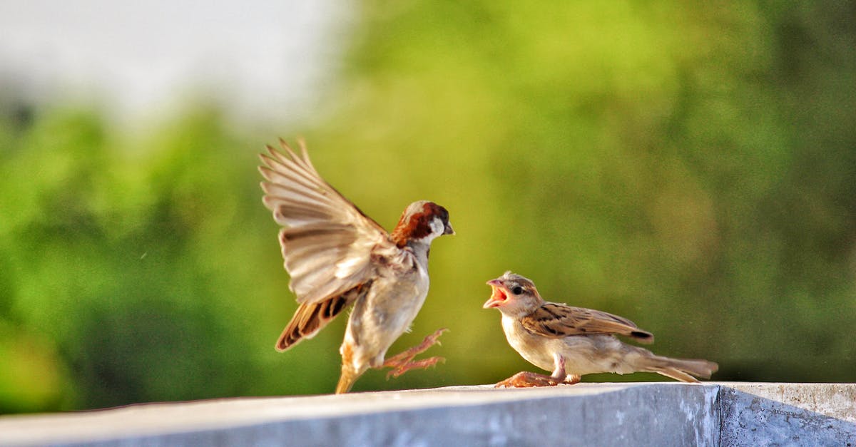 How did Sparrow know Turner was necessary? - Selective Focus of Two Birds on Concrete Beam
