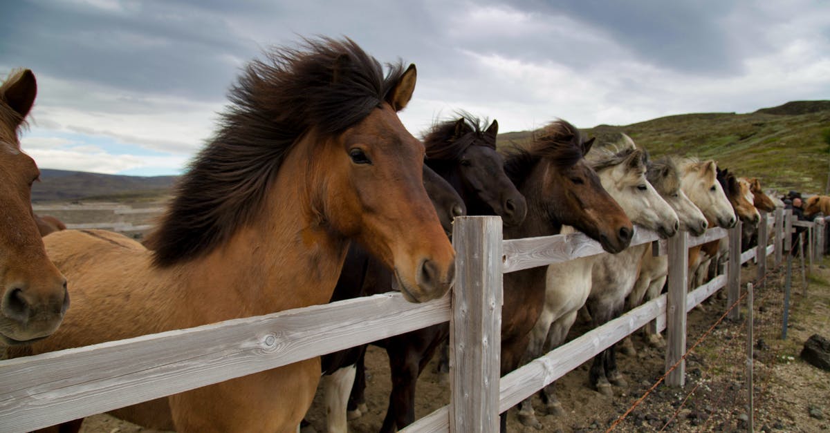 How did team 1 of animals find team 2 of animals? - Herd of Horses on White Wooden Fence