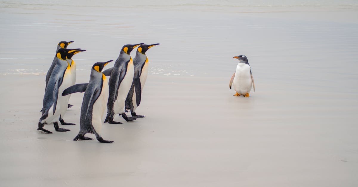 How did the birds die? - Penguins on Water