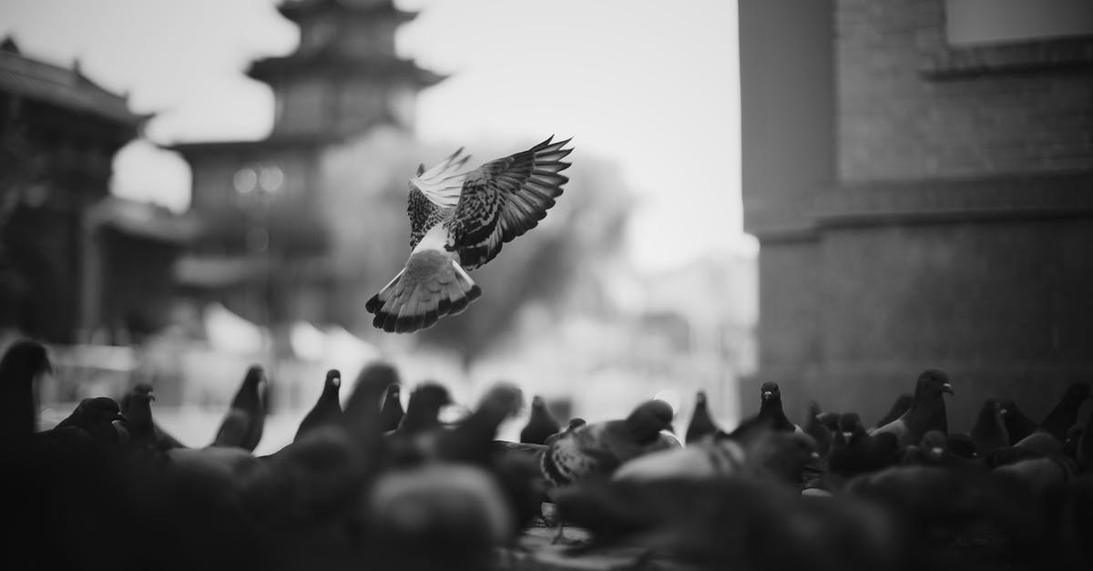 How did the birds die? - Grayscale Photo of Flock of Pigeons