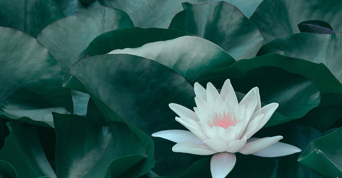 How did the facehugger grow to full-sized xenomorph? - Blooming lotus flower with green leaves