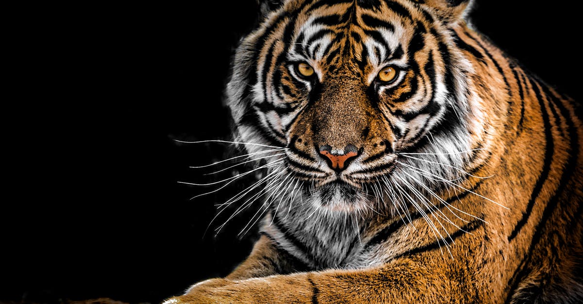 How did the hunter survive? - Close-Up Photography of Tiger