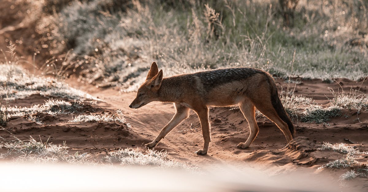 How did the Jackal kill silently? - Jackal walking on sandy land with shiny grass