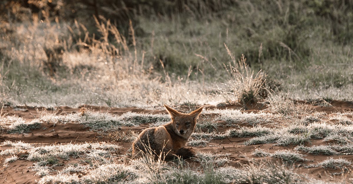 How did the Jackal kill silently? - Jackal with pointed ears lying on sandy terrain with grass while looking away in summer
