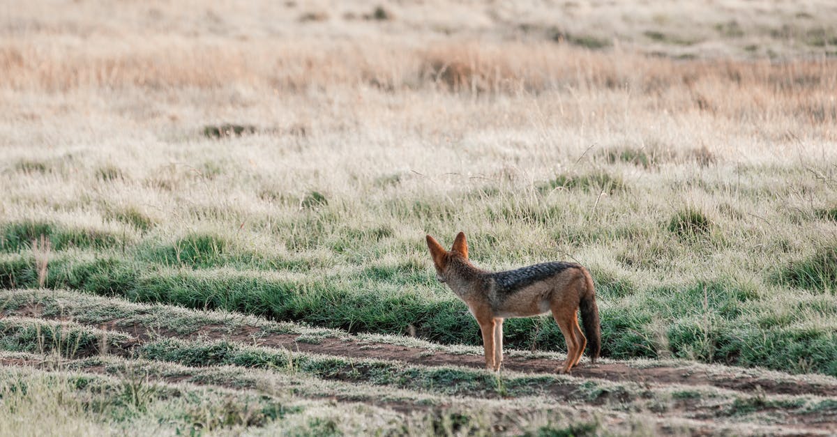 How did the Jackal kill silently? - Black backed jackal standing on rural road