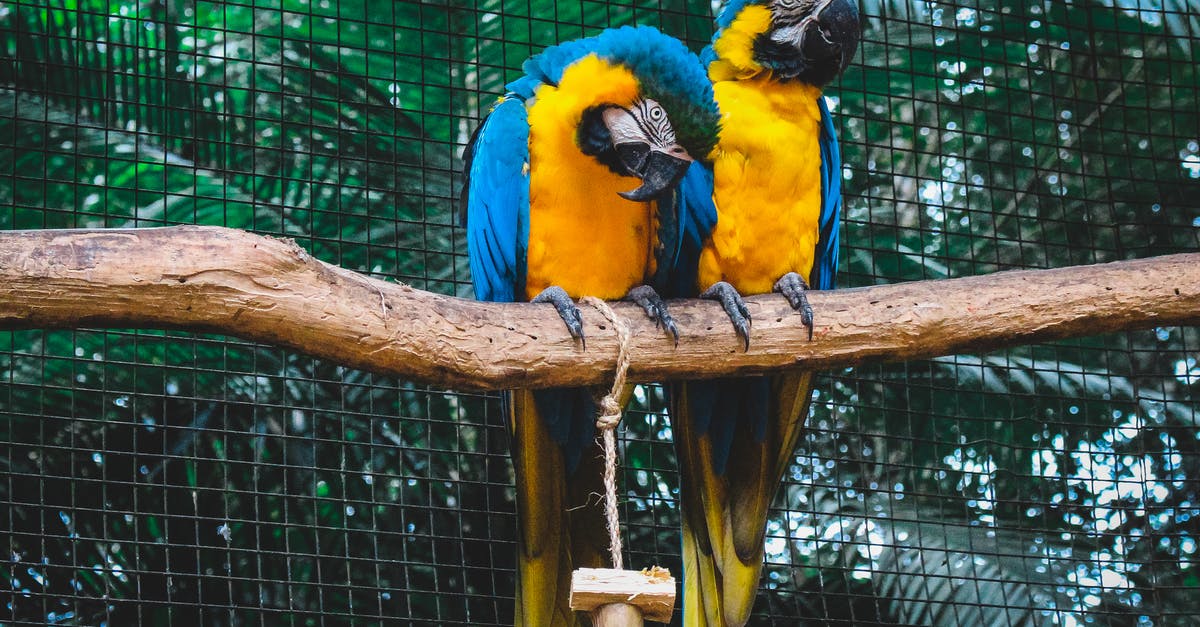 How did the two birds in the cage die? - Two Orange-and-blue Macaws on Branch