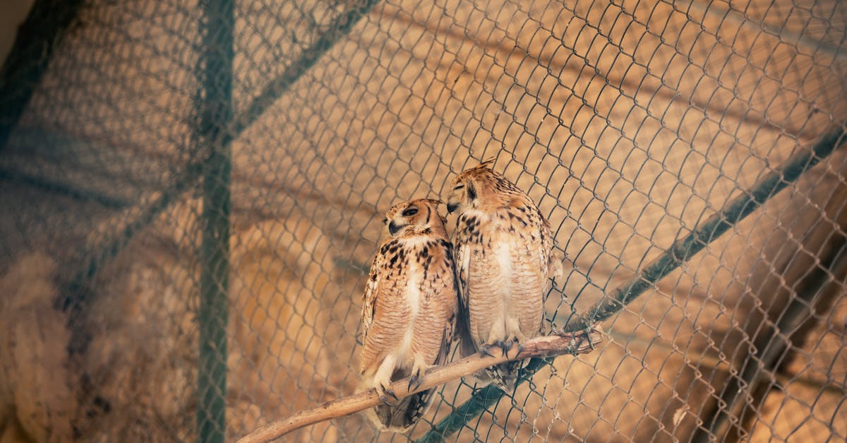 How did the two birds in the cage die? - Two Brown Owls 