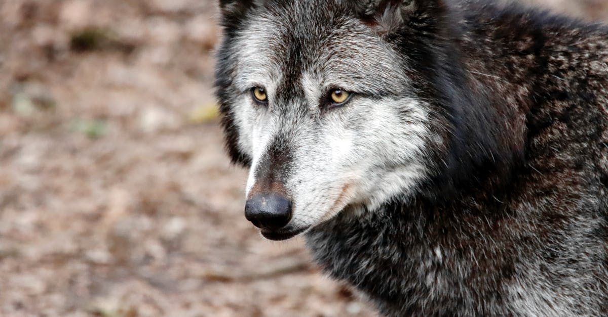 How did the wolf characteristics get passed onto Laura? - loup