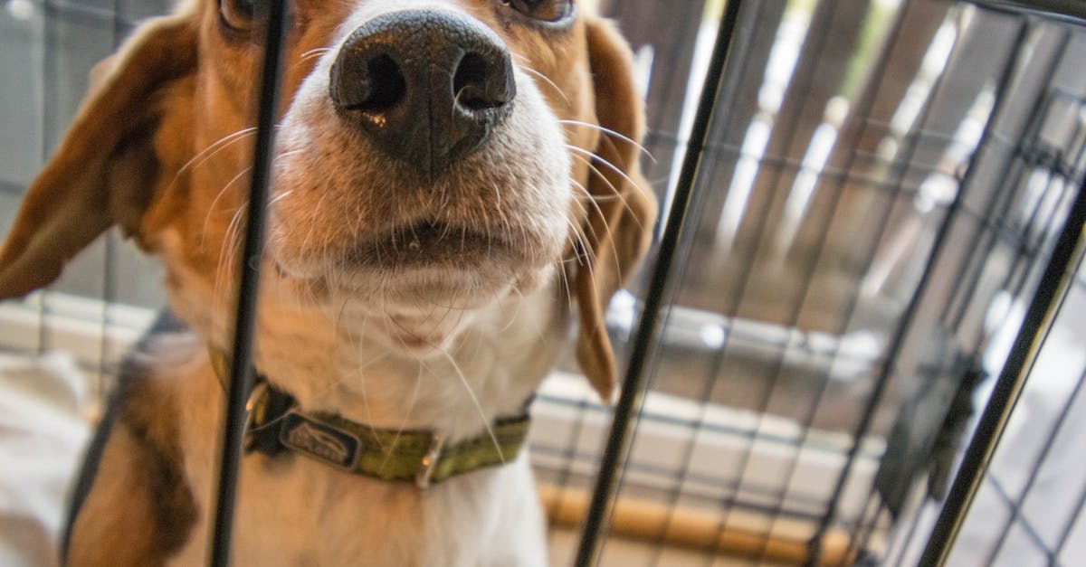 How did the wrong dog get in the cage? - Adult Tricolor Beagle