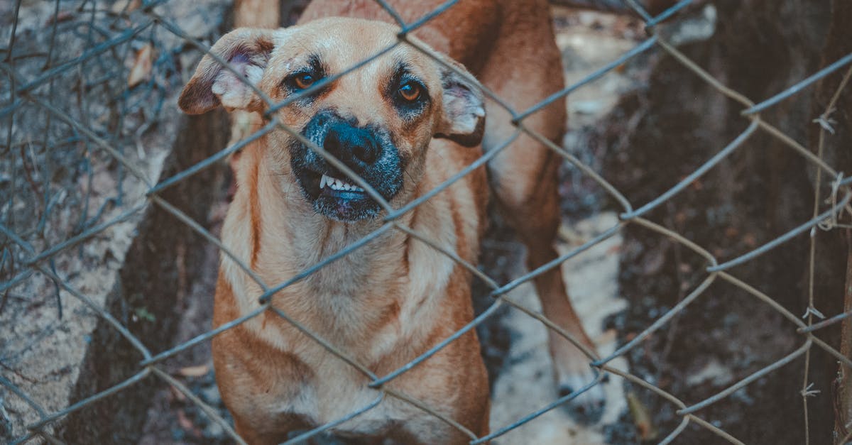 How did the wrong dog get in the cage? - Dog Beside Chain Link Wall