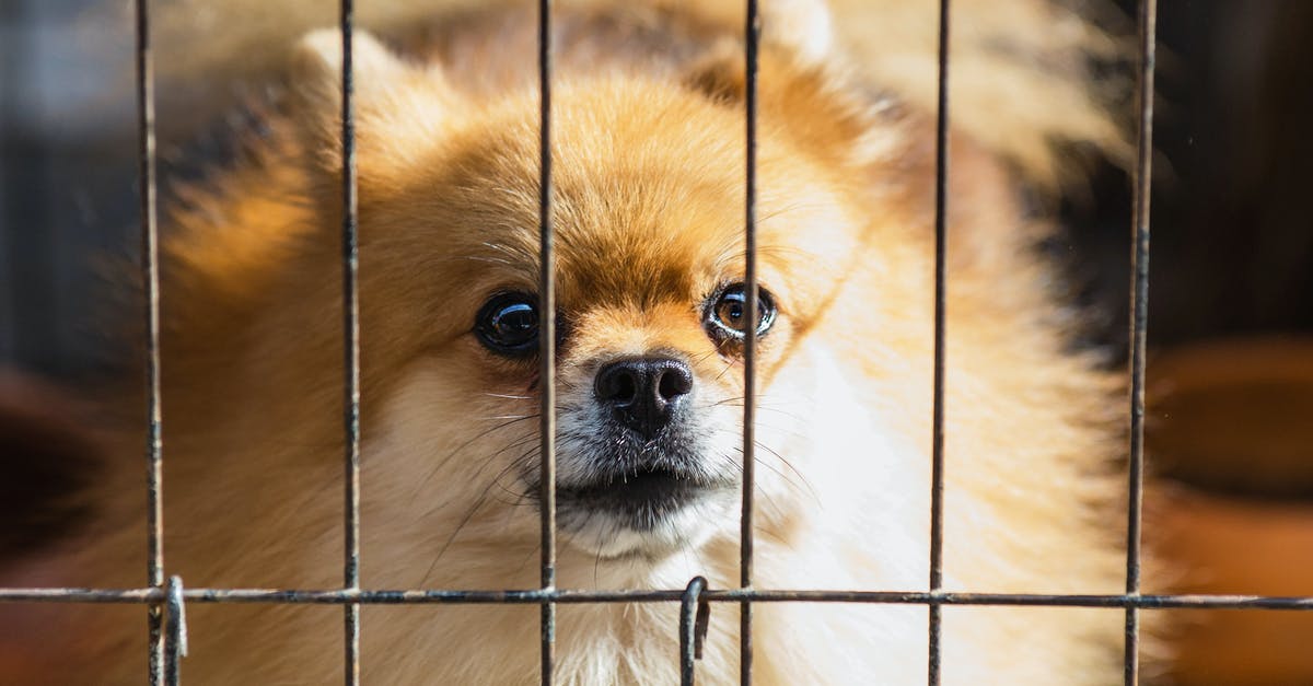 How did the wrong dog get in the cage? - Long-coated Brown Puppy Inside Cage