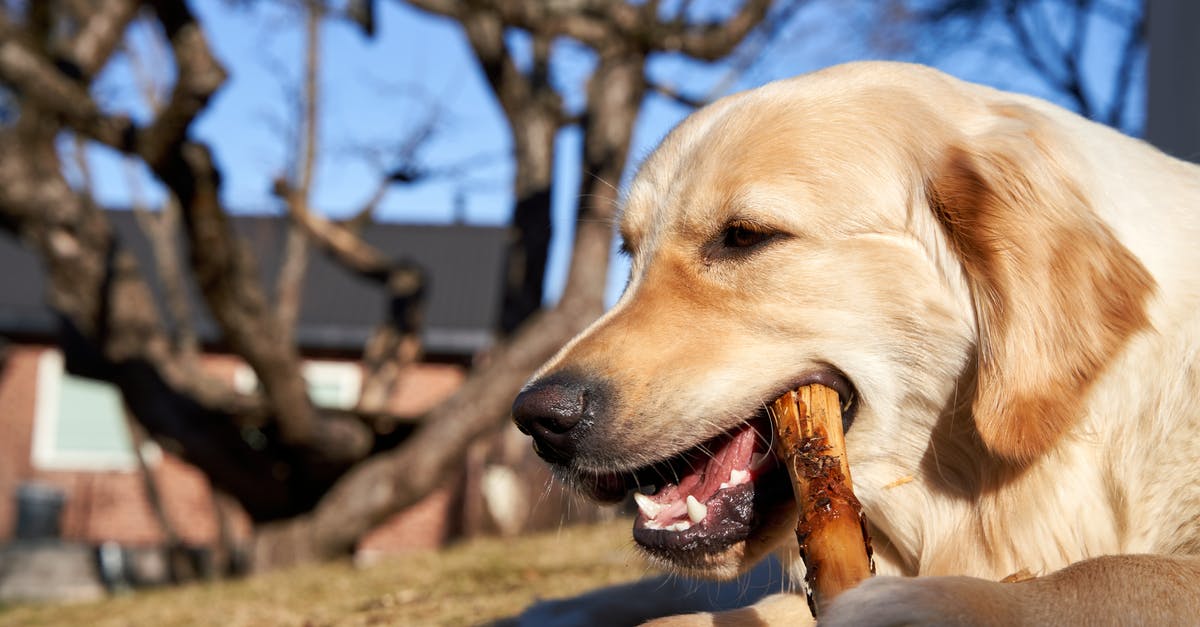 How did they film dogs biting Berrada's henchmen without hurting anybody? - Close-Up Photo of a Golden Retriever Biting a Piece of Wood