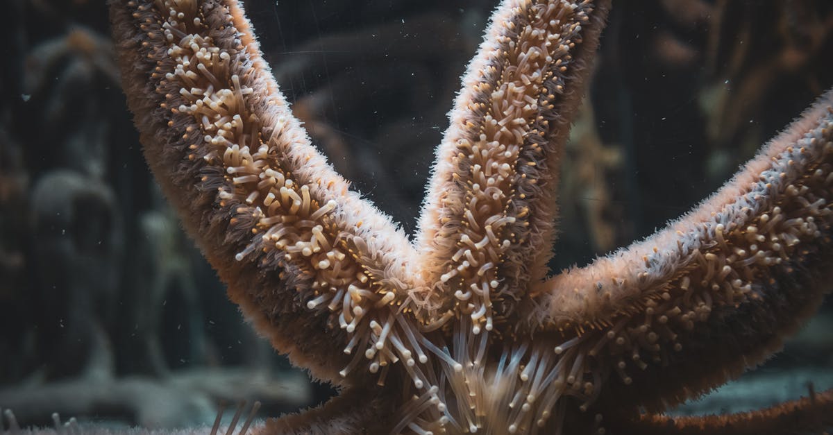 How did they shoot the animal scenes in Life of Pi? - Starfish with soft papulas on arms