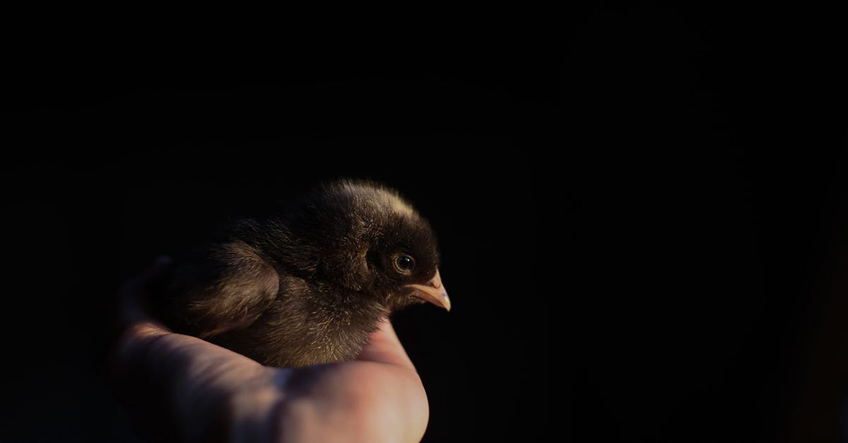 How did they shoot the animal scenes in Life of Pi? - Unrecognizable person demonstrating cute little bird chick on hand against dark black background