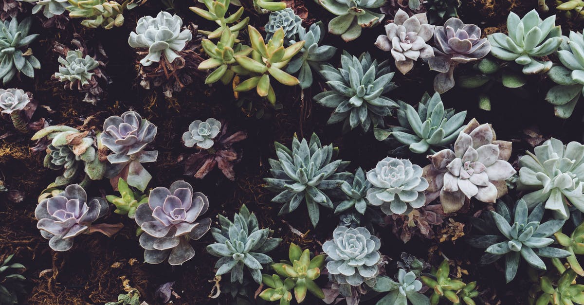 How did Variety know how many families went to see "Avengers: Age of Ultron"? - Photo of Succulent Plants