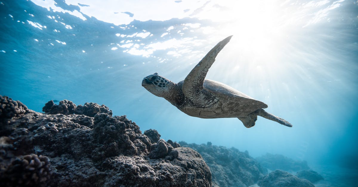 How do they film someone submerged in water for prolonged periods of time and the character does not drown (as in the actor themselves)? - Photo of Sea Turtle