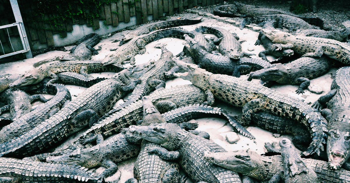 How do they make a huge crowd in a movie? - Crocodiles resting together in zoo cage