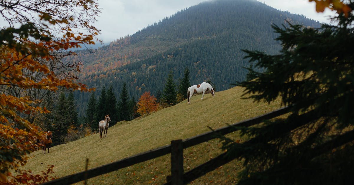How do they make horses fall down in war movies? - White and Brown Horses on Green Grass Field Near Green Trees and Mountain
