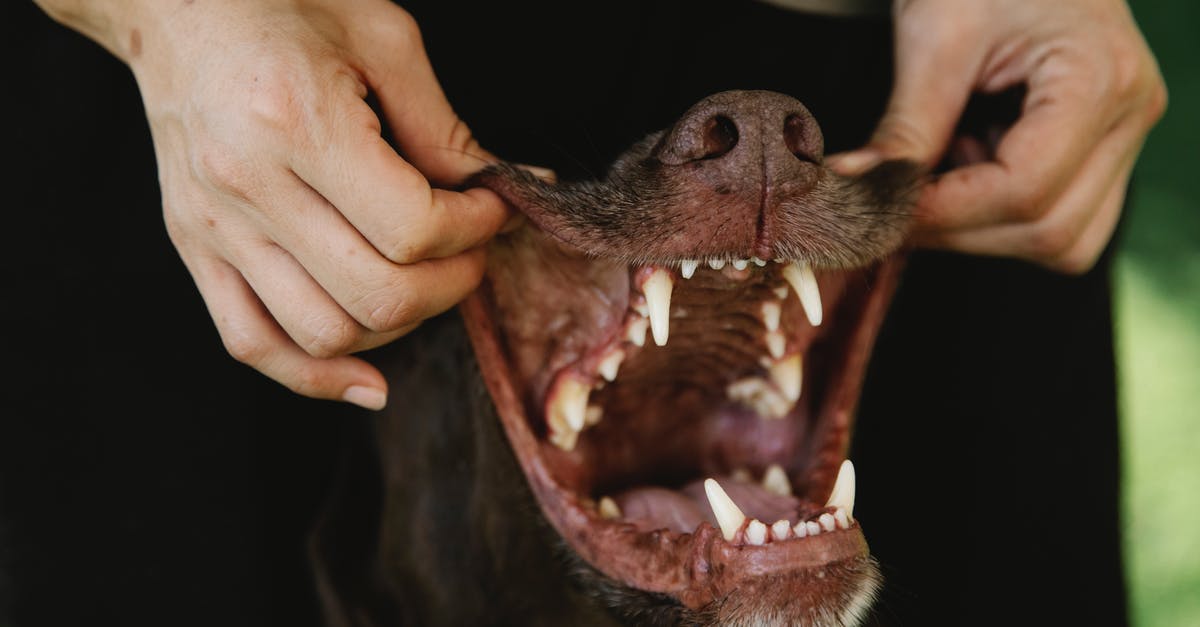 How do they show a tooth-less mouth? - Crop owner showing teeth of purebred dog outdoors