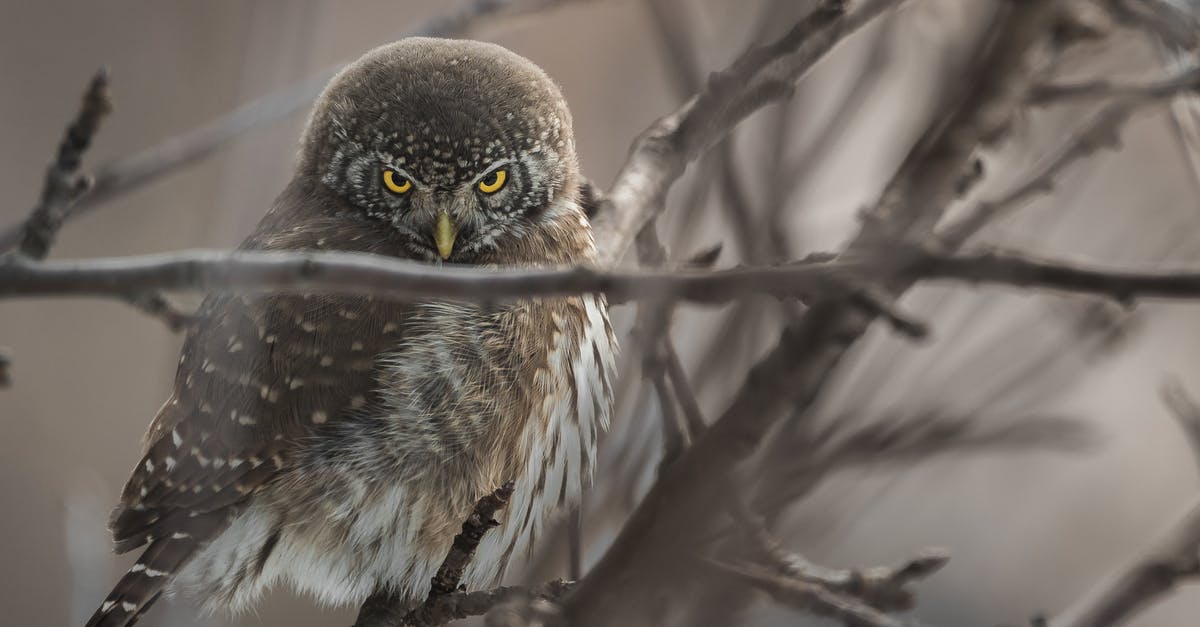 How do you justify the strange behaviour of Edward in Nocturnal Animals? - Selective Focus Photography of Owl Perched on Twigs