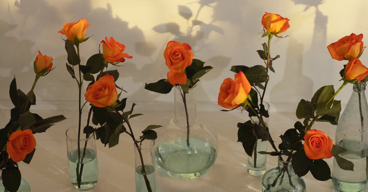 How does everyone know where Rosa lives? - Blooming roses in vases with water against wall with shades