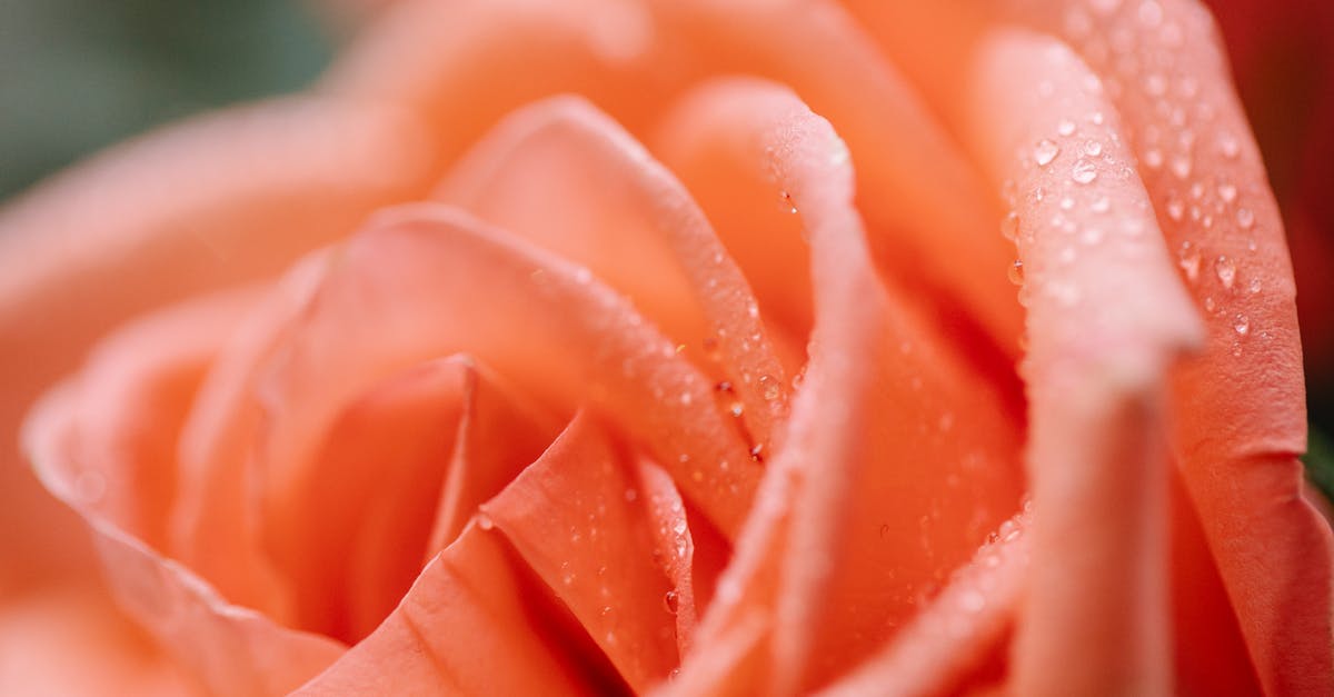How does everyone know where Rosa lives? - Closeup of blossoming orange flower with small water drips on delicate wavy petals on blurred background