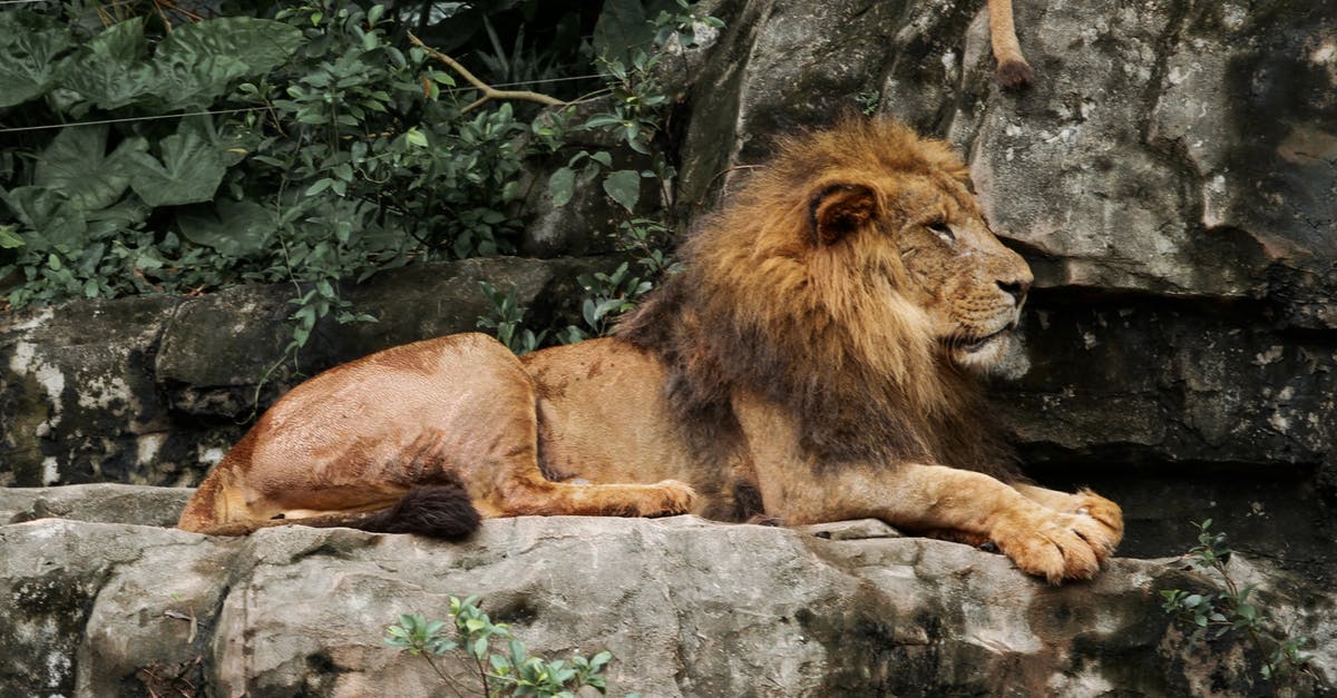 How does Nikita give out her captive location in episode Cat and Mouse? - A Lion Resting on Rock