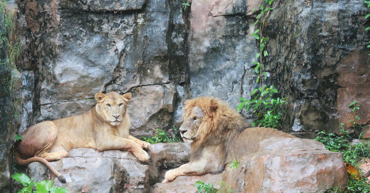 How does Nikita give out her captive location in episode Cat and Mouse? - Lions Resting on Rock