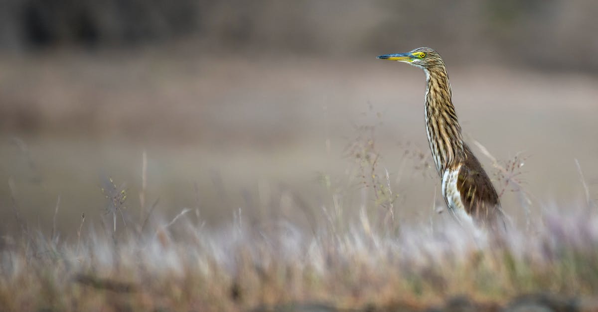 How does Tony survive neck hangings with this small flute? - Soft focus of wading heron with long neck long beak and brown wings standing on grassy ground in wild nature