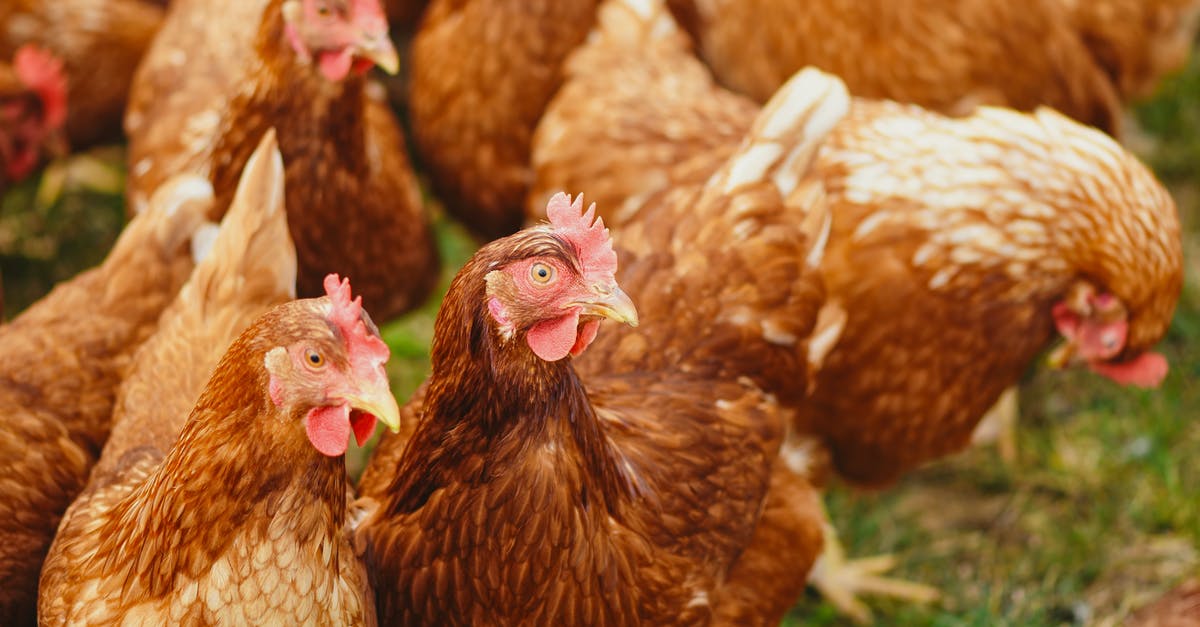 How is Boba Fett alive? - Flock of Hens on Green Field