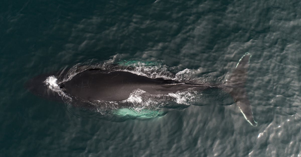 How is it possible that the Seer from Vikings is still alive? - Aerial view of magnificent whale migrating to warmer waters in dark green peaceful ocean on sunny day