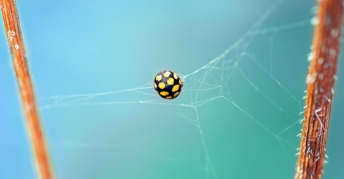 How is the Black Pearl caught up? - Shallow Focus Photography of Black and Yellow Spider on Web
