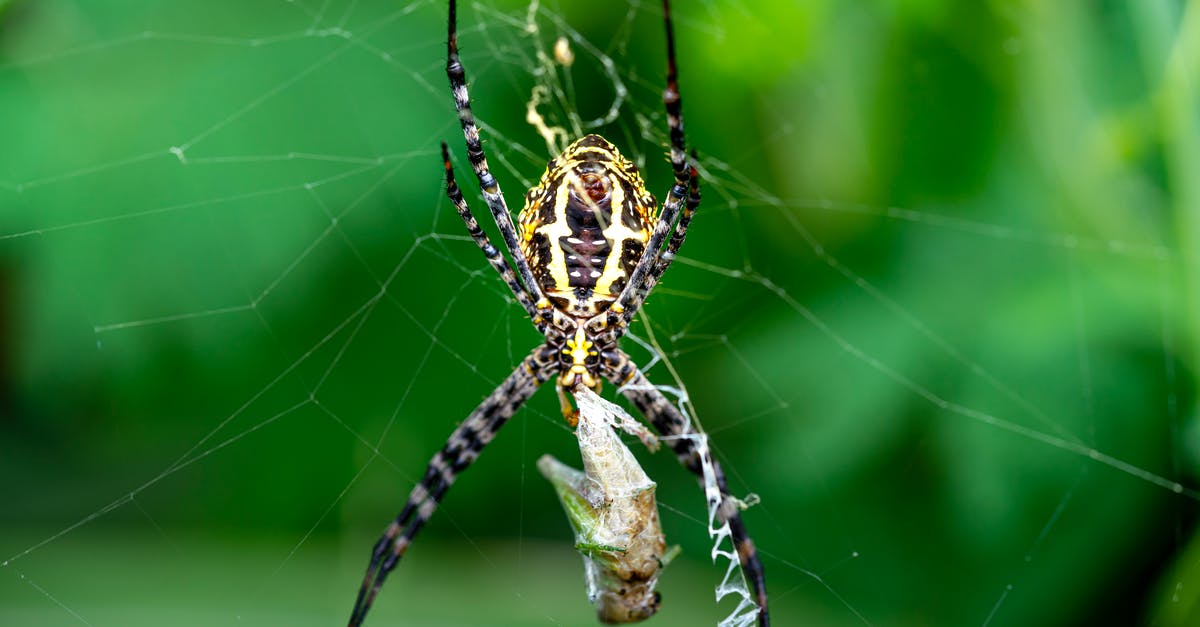 How long did it take to make "Spider-Man: Into the Spider-Verse"? [closed] - Banded garden spider or Argiope trifasciata on web on green background and wrapping prey in cocoon from cobweb in summer day
