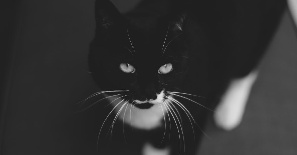 How long was Tristan Ludlow away from home? - From above black and white of cat with focused gaze standing on floor while looking away