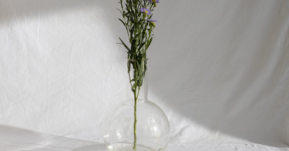 How long were the bullet holes present in the glass from the non-inverted perspective? - Stem of delicate elegant European Michaelmas daisy flowers with lilac petals placed in glass vase in sunlight