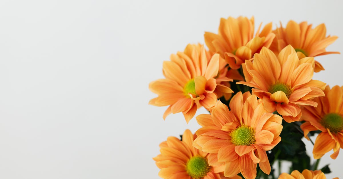 How many Calvins were in the movie Life? - Still life of bunch of natural orange transvaal daisy flowers placed on white background