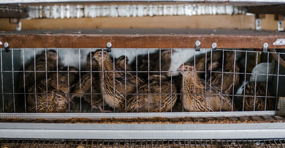 How many days does Cage experience? - Cute small quails laying eggs in tiny cage with metal racks on farm