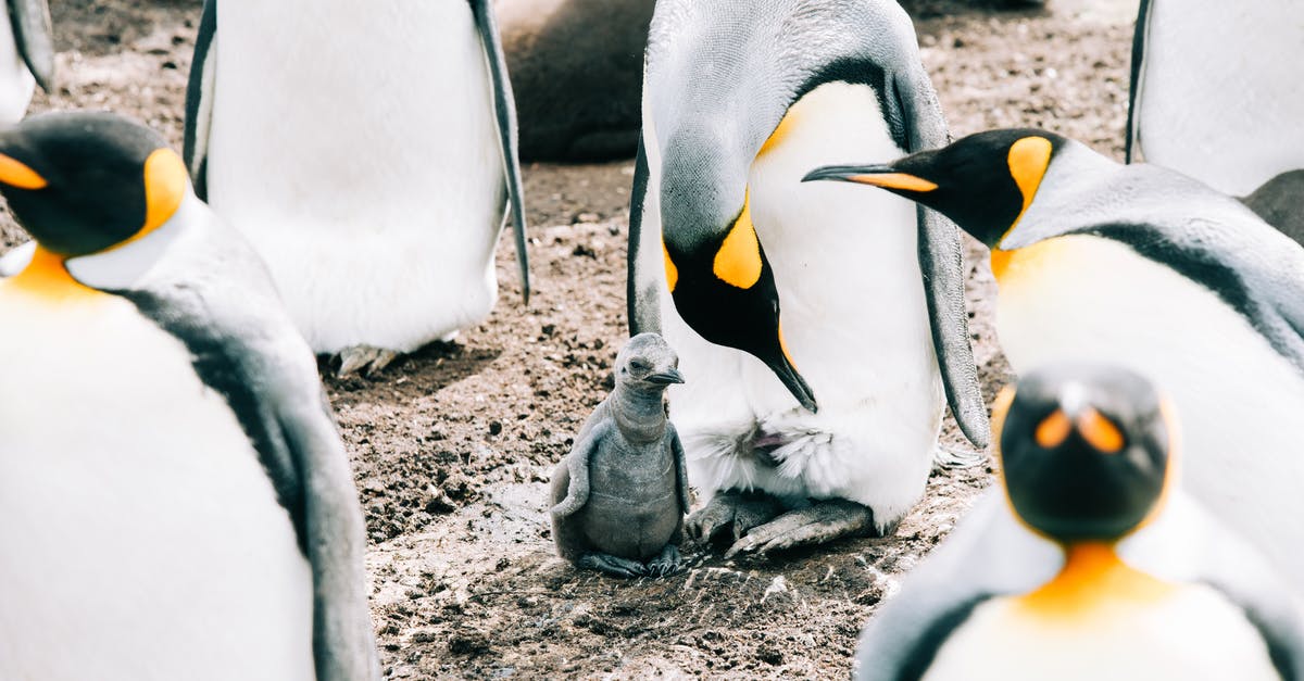 How many episodes of Little lord have been aired so far in Turkey? - King adult penguin and baby gathering together in herd on dirty rough surface