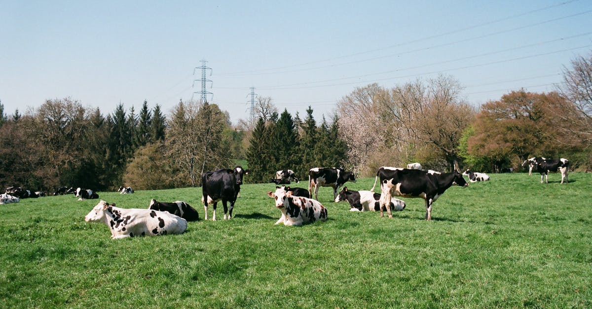 How many groups of Power Rangers have existed? - Cows pasturing on grassy meadow