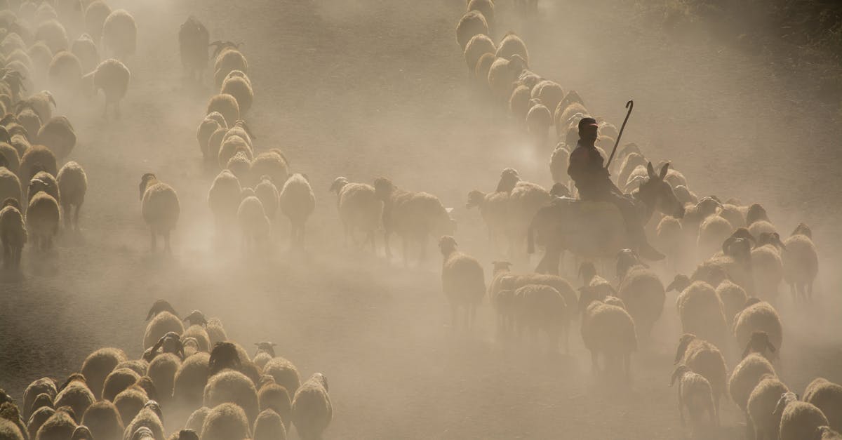 How many people has John Wick killed? - Photo of Herd of Sheep