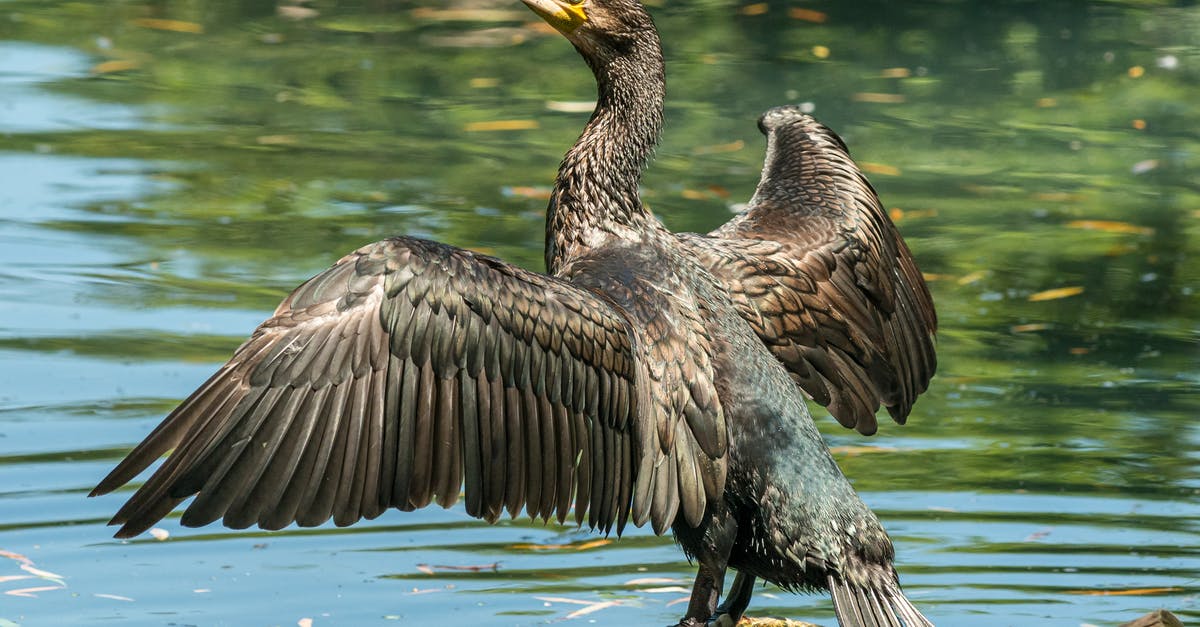 How much of the fact narrated in The Great Beauty really happens? - Back view of black shag with spread wings and thin long neck sitting on dry tree twig above river with rippled water and looking away in afternoon