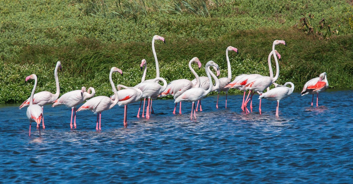 How much of the fact narrated in The Great Beauty really happens? - Flock of Flamingos in Body of Water