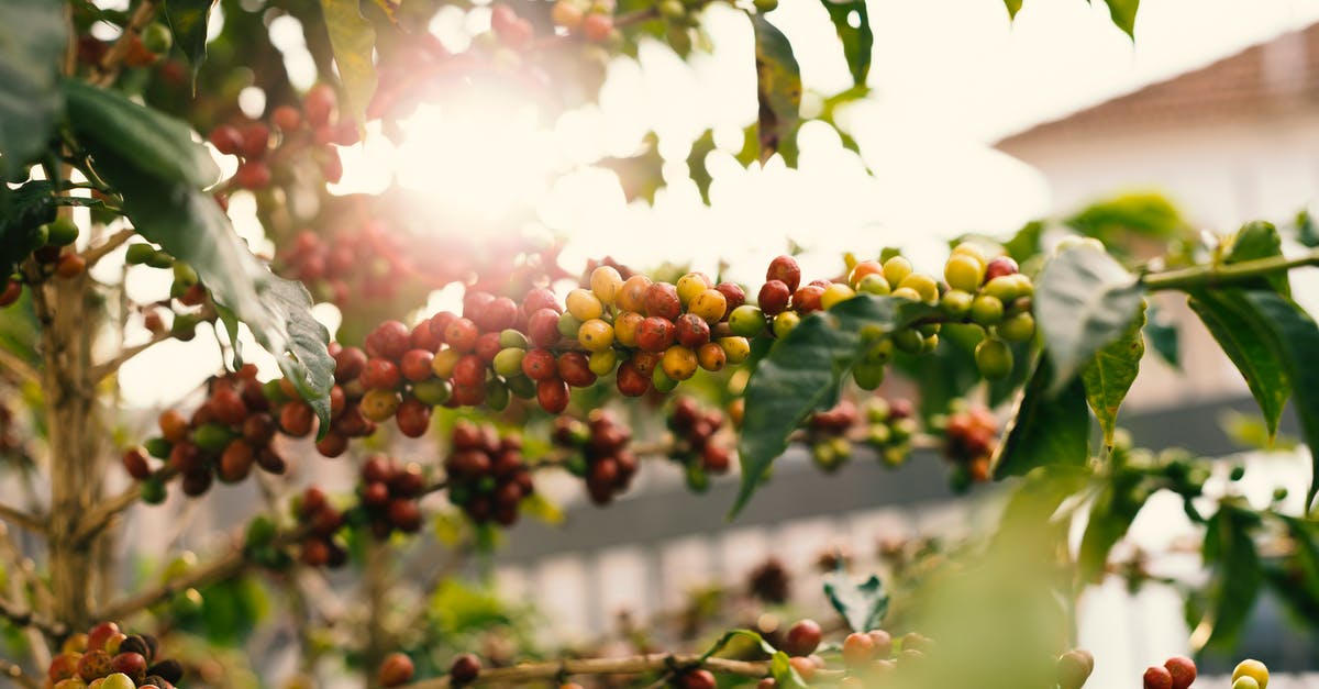 How much would a third season of SGU cost to produce? - Red and Yellow Coffee Berries on Branch