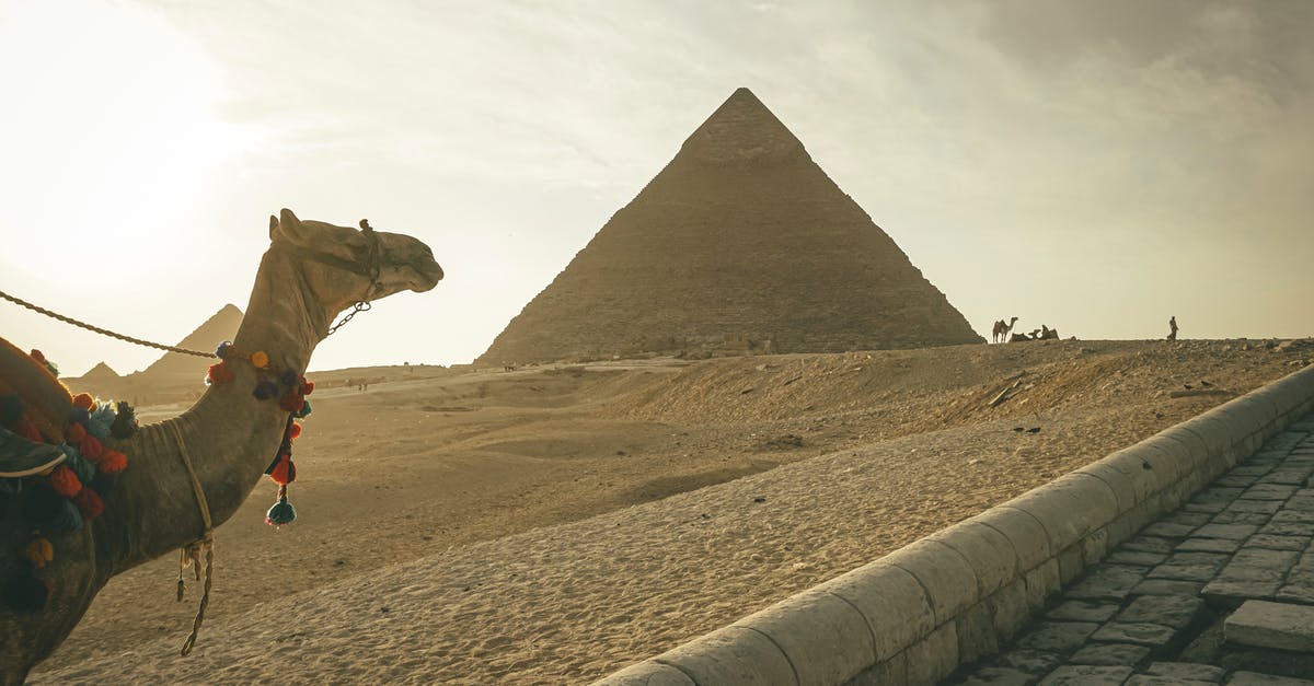 How old is Wonder Woman? - Camel standing against famous Great Pyramids in Egypt