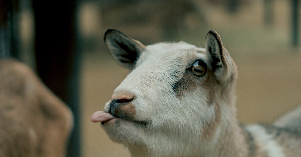 How possible is it to rip someone's eye out of its socket? - Selective Focus Beige and Brown Goat