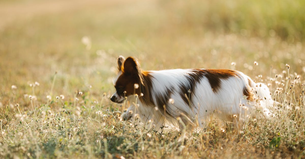 How strongly are the rules of The Continental enforced? - Papillon dog walking on meadow