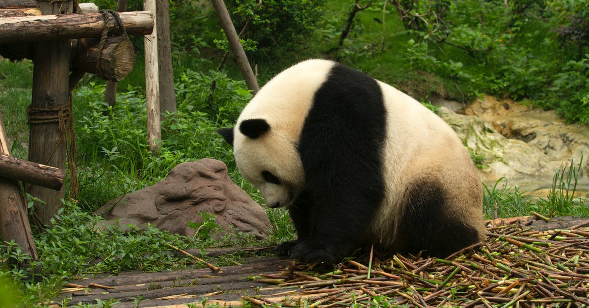 How was Kung Fu Panda received in China? - Panda Getting a Fresh Bamboo Sticks