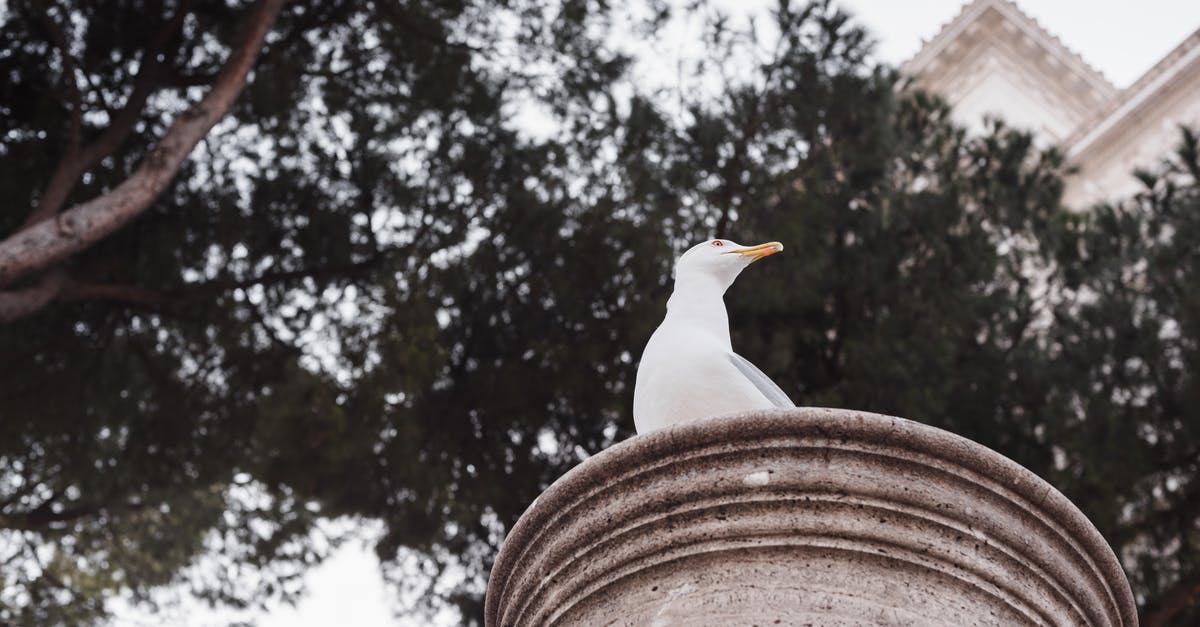How were Old Yeller's animal fight scenes shot? - From below of seabird with white plumage sitting on ribbed column under overgrown trees while looking away in city park