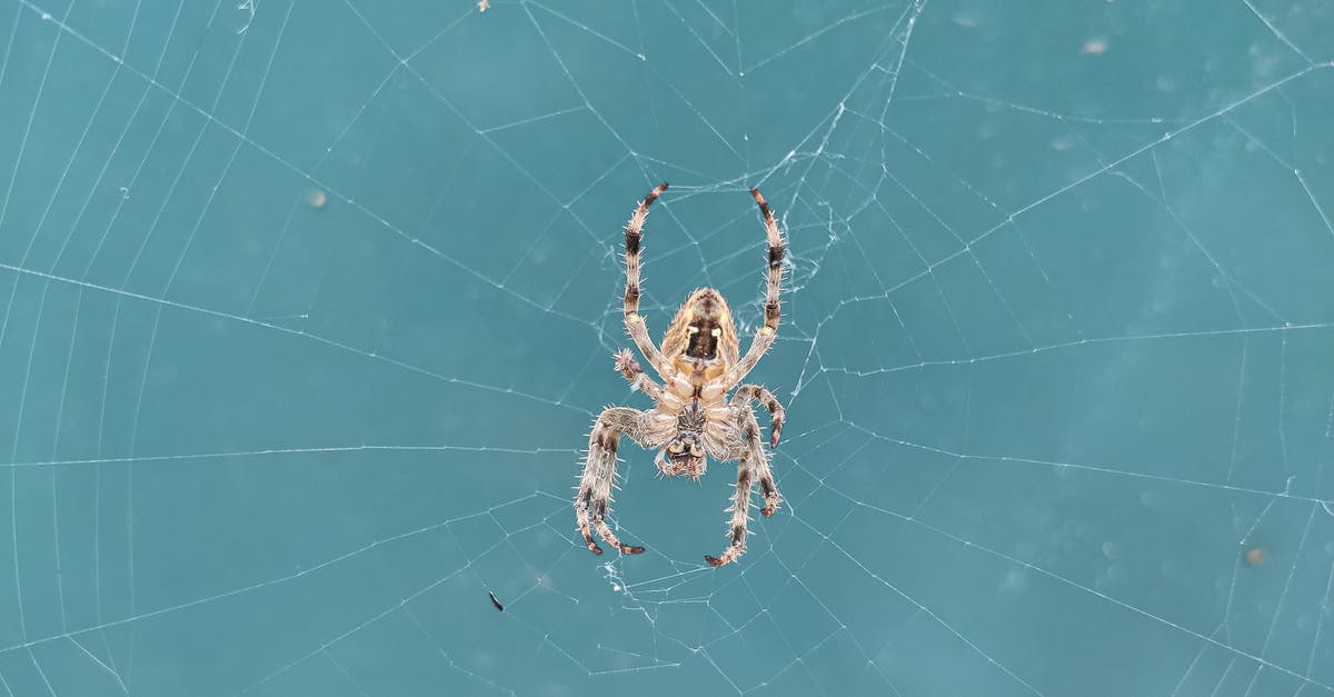 Identify a movie featuring a mechanical spider [closed] - Brown Spider on Spider Web in Close Up Photography